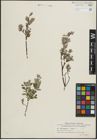 Foto von Salix lapponum L. x Salix repens L.
